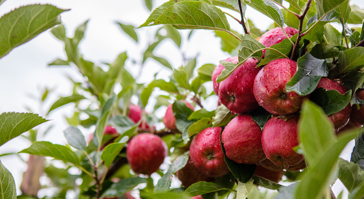 Fruit IPM