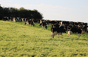 HS Intensive Graze