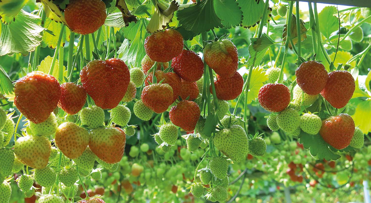 Biocontrols for Soft Fruit