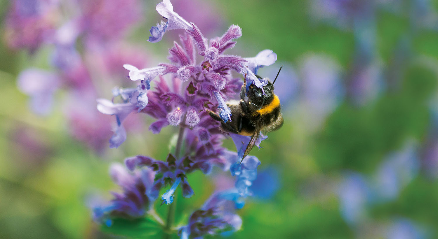 Perfect Pollination