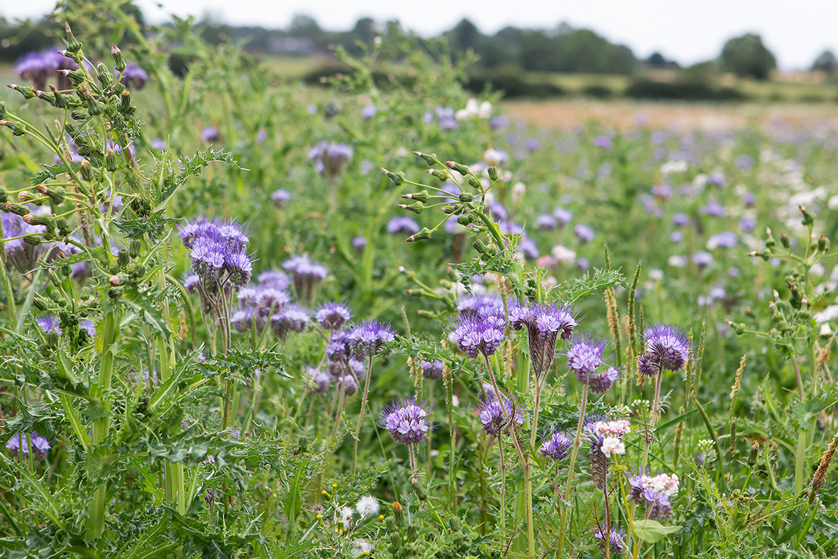 Field at Lamport