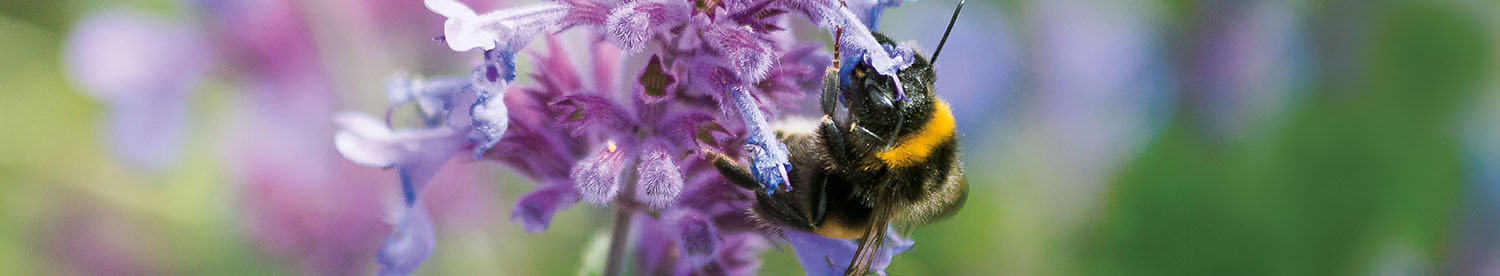 Perfect pollination