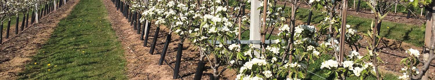 Soil health