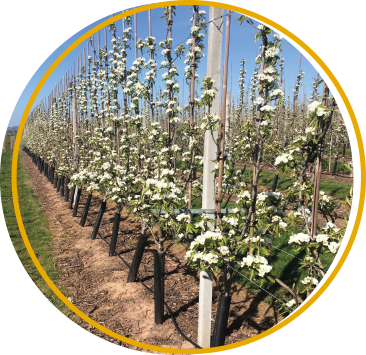 IPM Soil Health