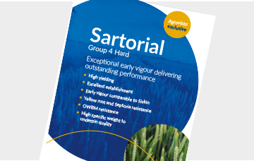 Sartorial - Group 4 hard wheat