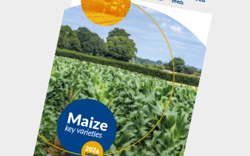 Maize key varieties 2026