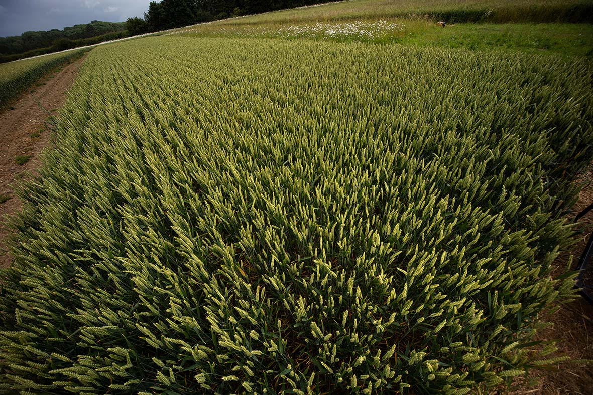 Field at Lamport
