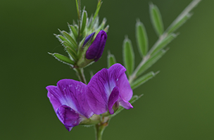Cover Crops header