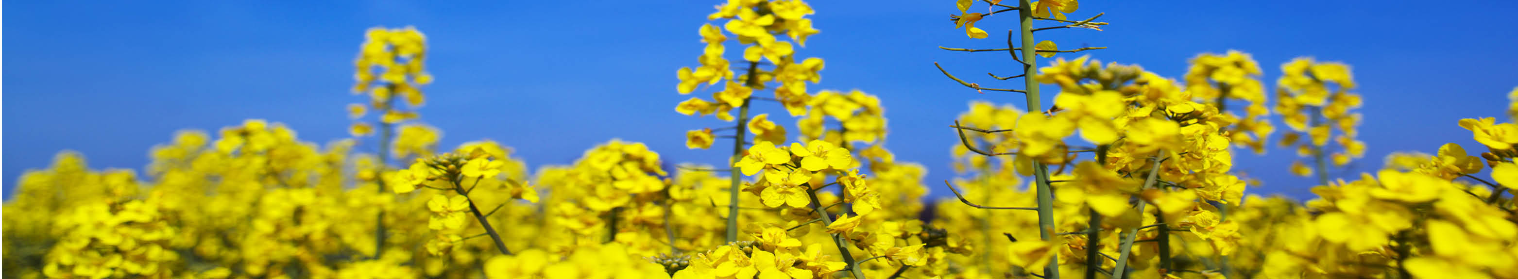 Oilseed rape varieties