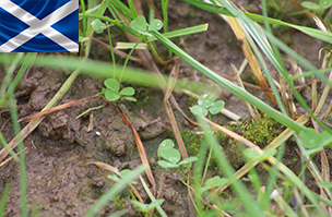 Overseeding mixtures (Scotland)