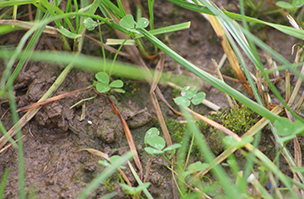 Overseeding mixtures