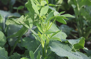 Cover Crops header
