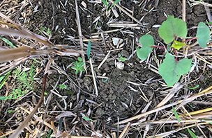 Cover Crops header