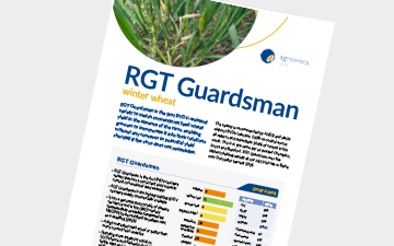 RGT Guardsman - wheat 2026
