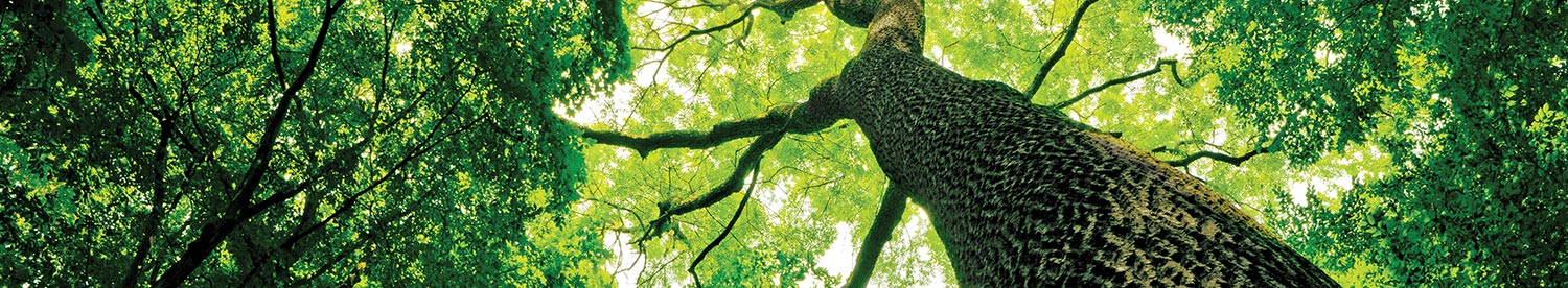 Rural consultancy forestry
