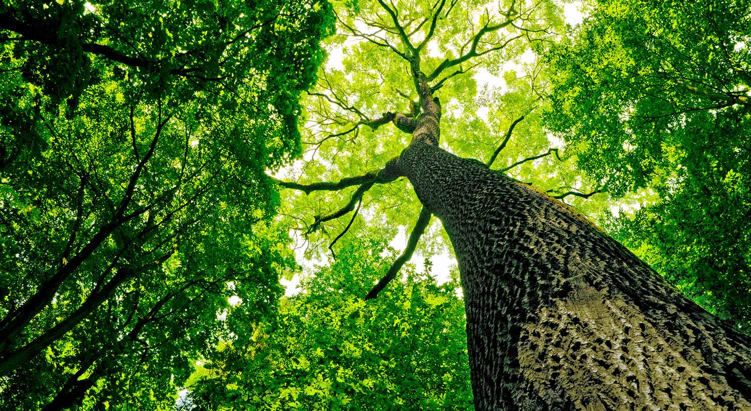 Forestry