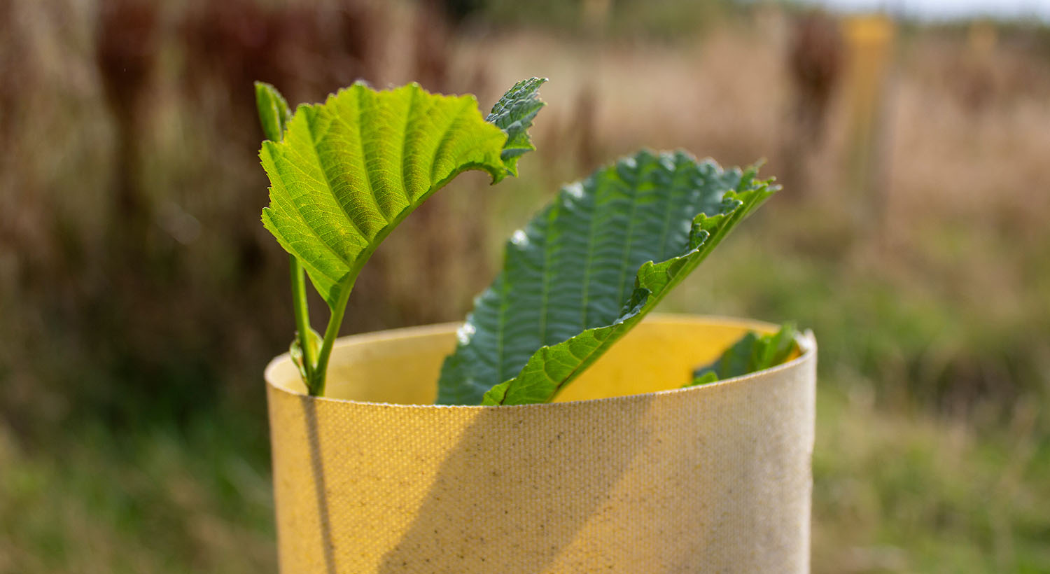Tree Hugger biodegradable shelters