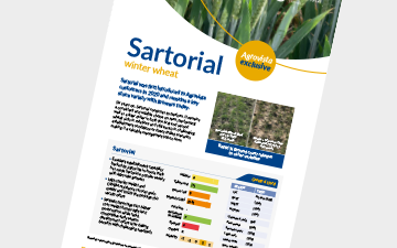 Sartorial - winter wheat