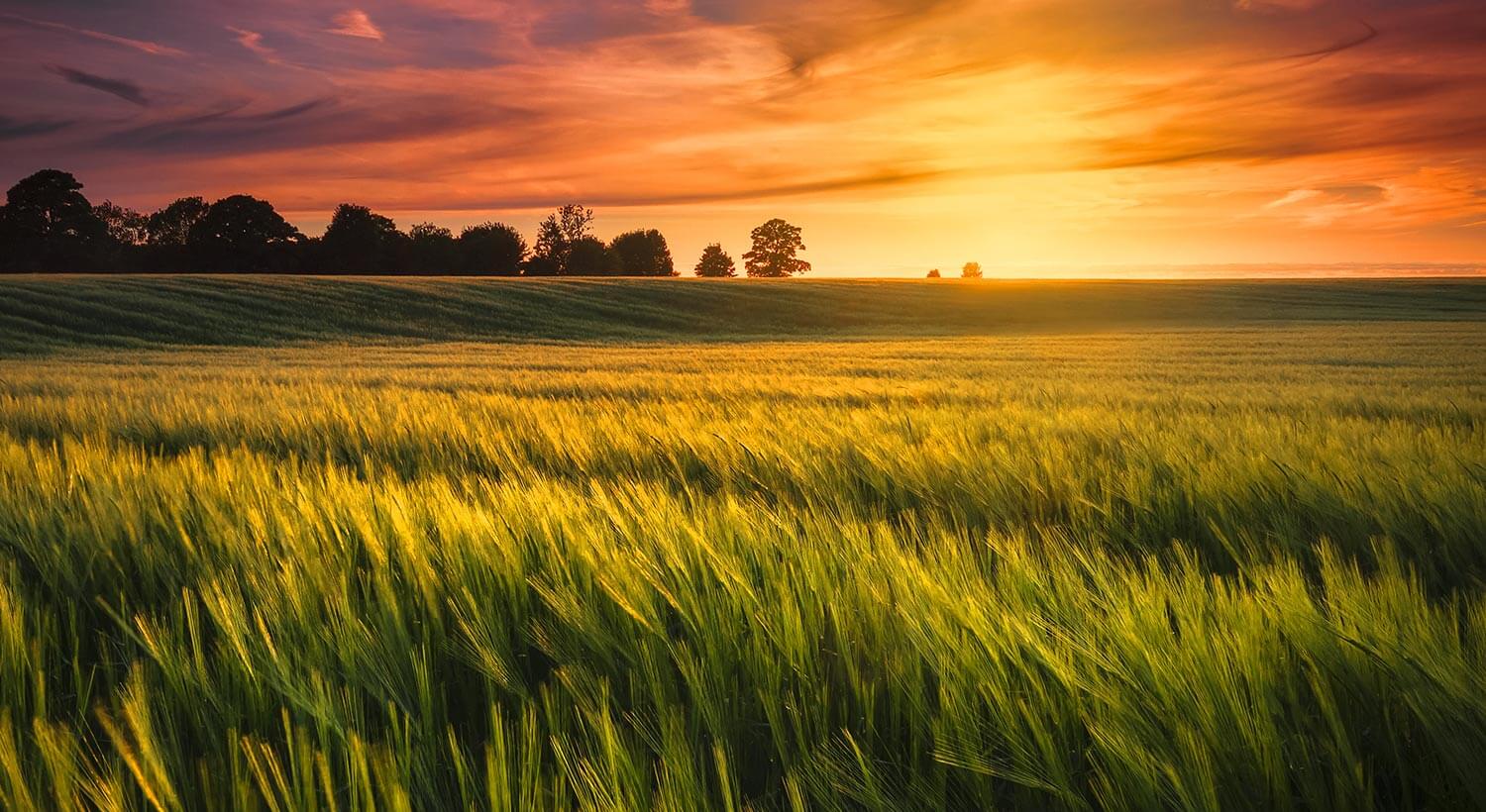 Barley