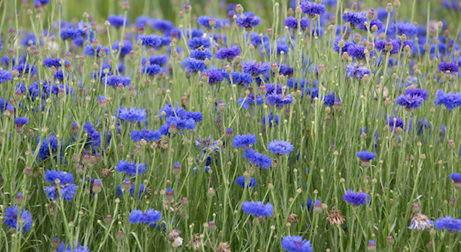 Cover Crops