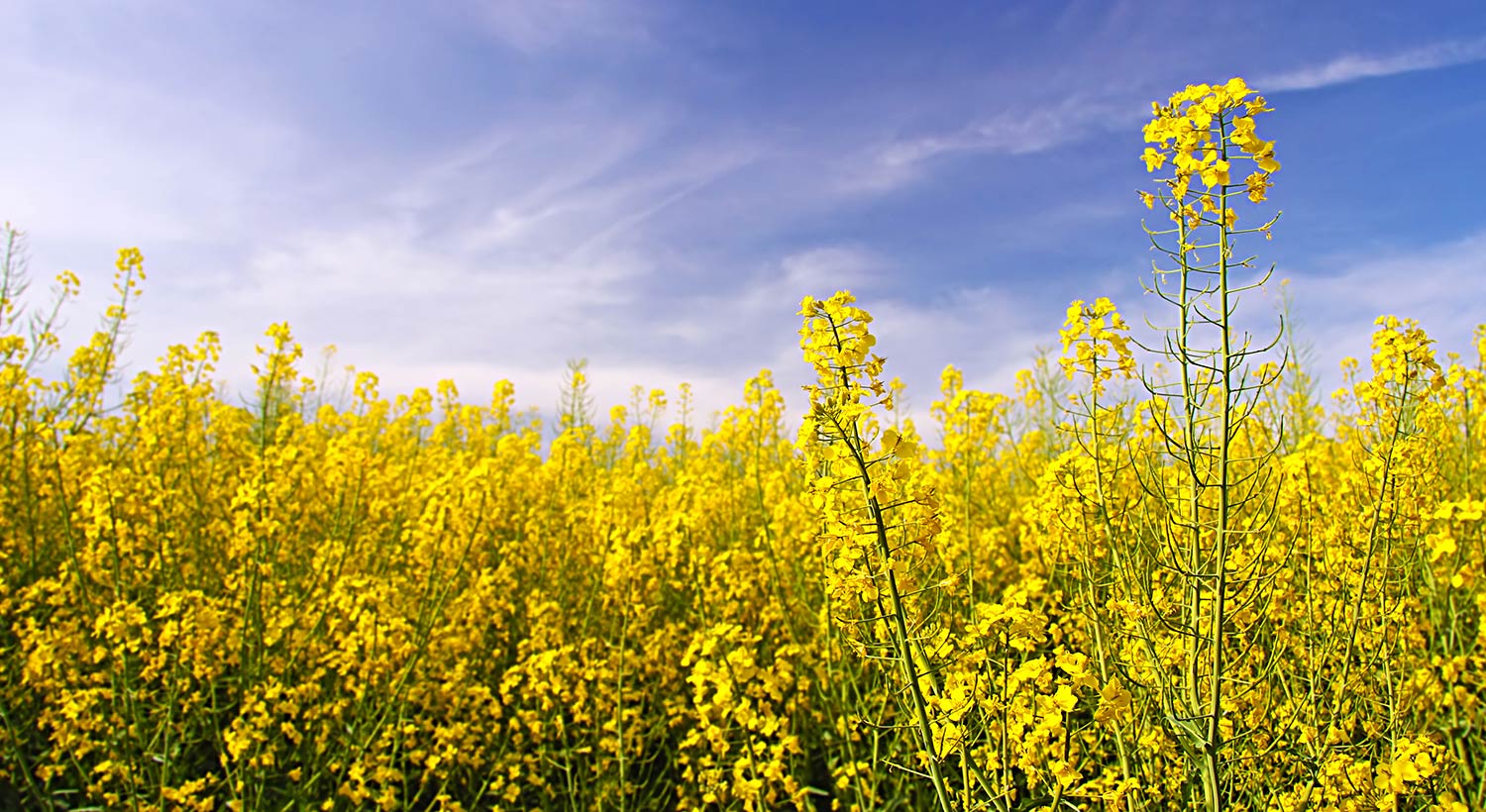Oil Seed Rape