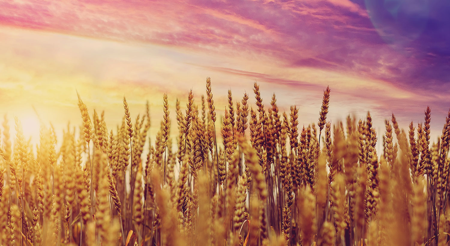 Wheat