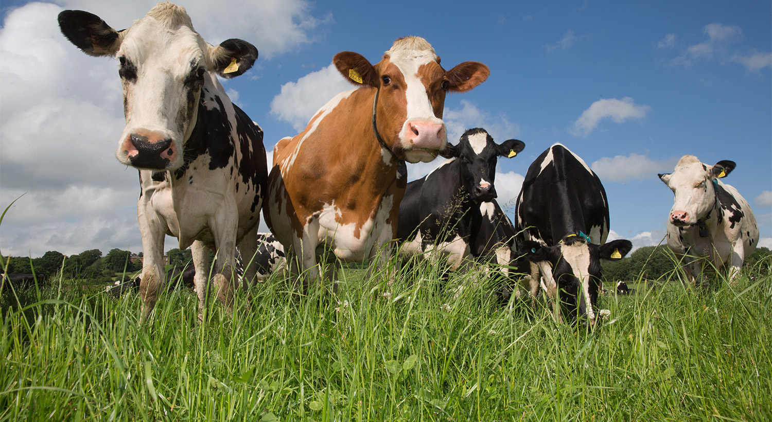 Grassland agronomy Slider 2