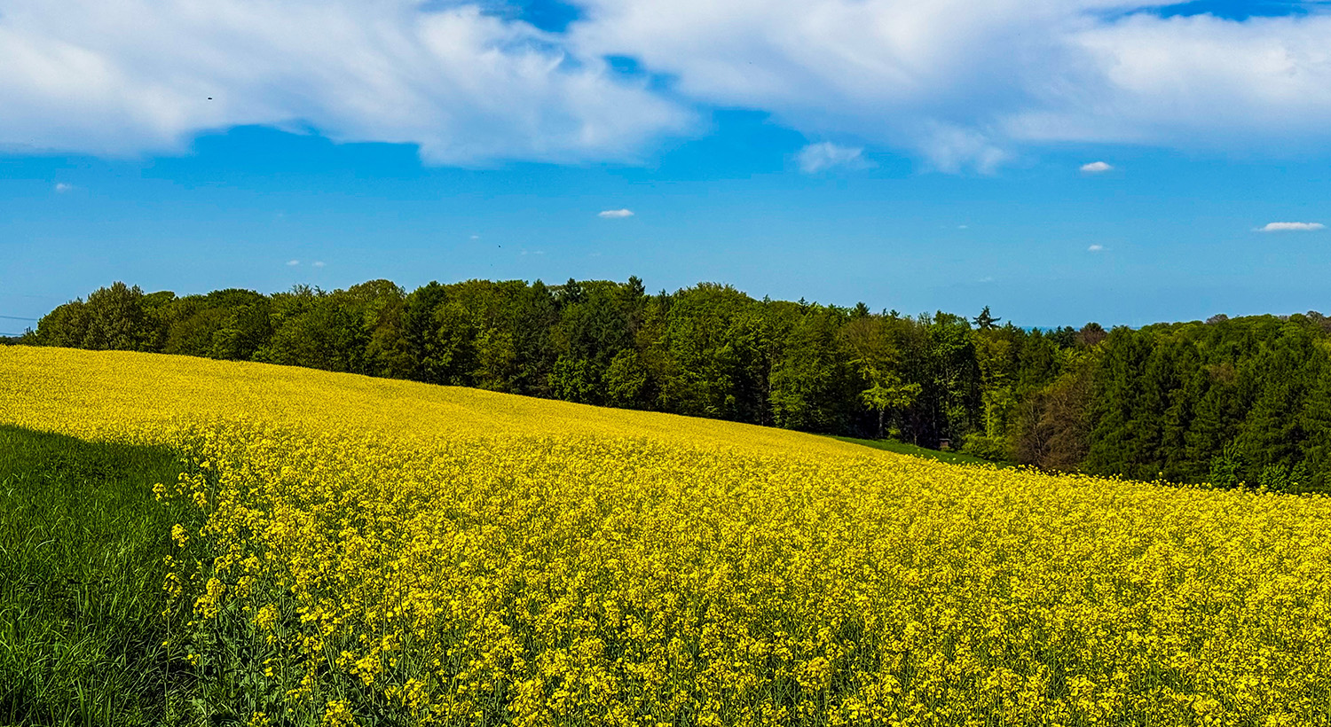 Oilseed rape Slider 3