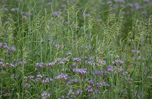 Cover Crops header