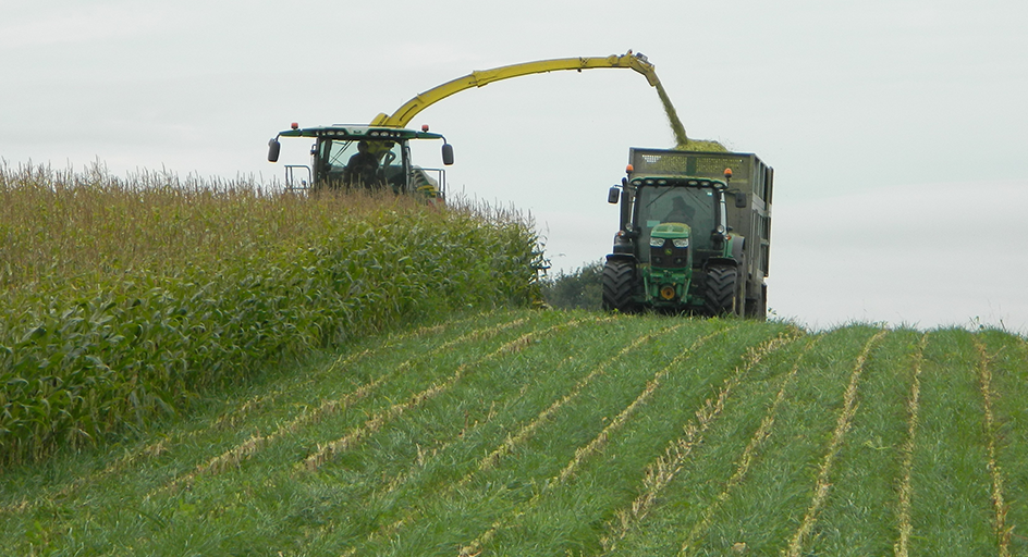 TechniSward Maize undersowing and post harvest mixtures