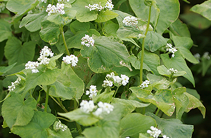 Cover Crops header