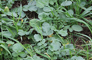 Cover Crops header