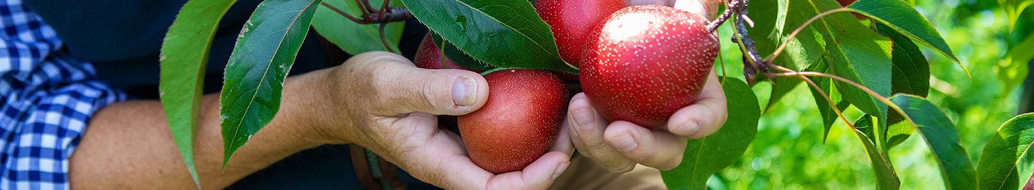 Top fruit