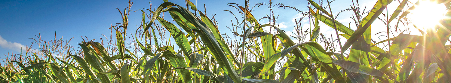 Trainee agronomists