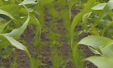 Undersowing maize mixtures