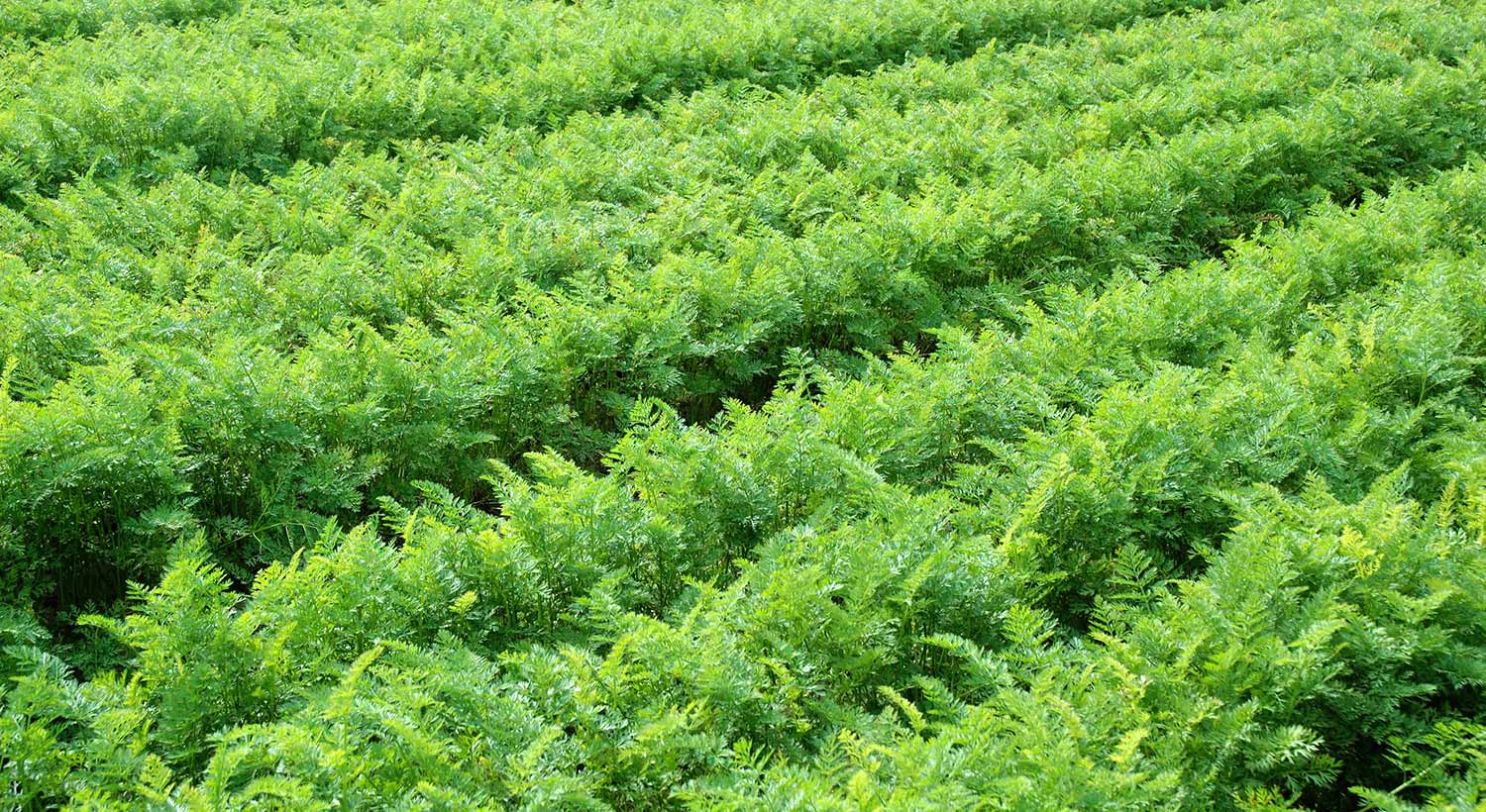 Vegetable agronomy