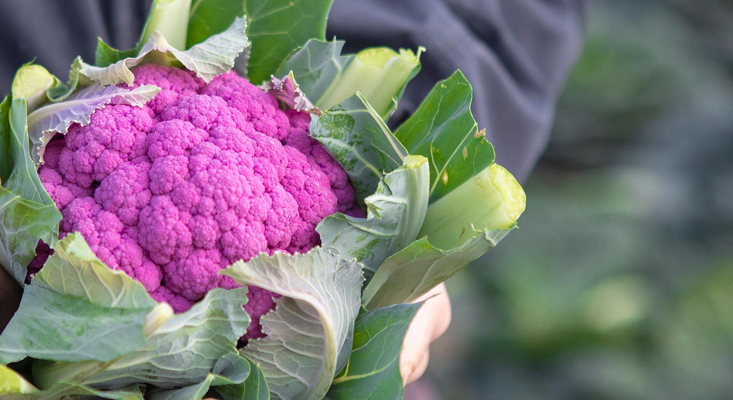Vegetable news