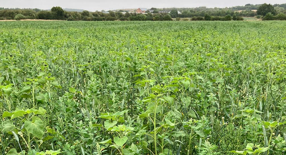 Environmental Stewardship Mixture header