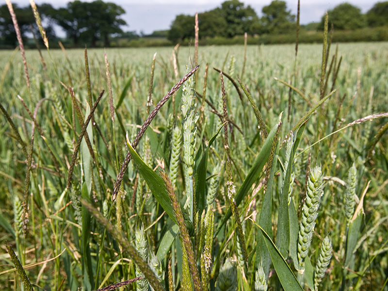 Grass weeds warrant treatment as soon as conditions allow
