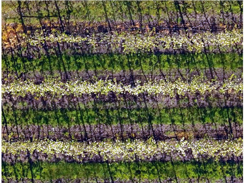 Orchard blossom and vigour mapping
