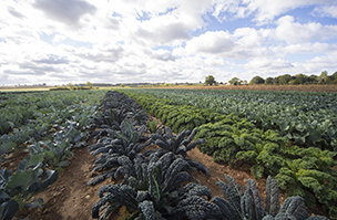 Innovation is the key to veg sector success