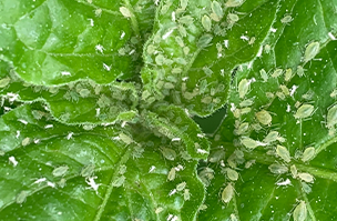 Aphids on Chilli