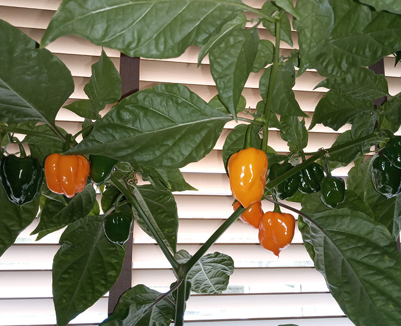 Agrovista chillies
