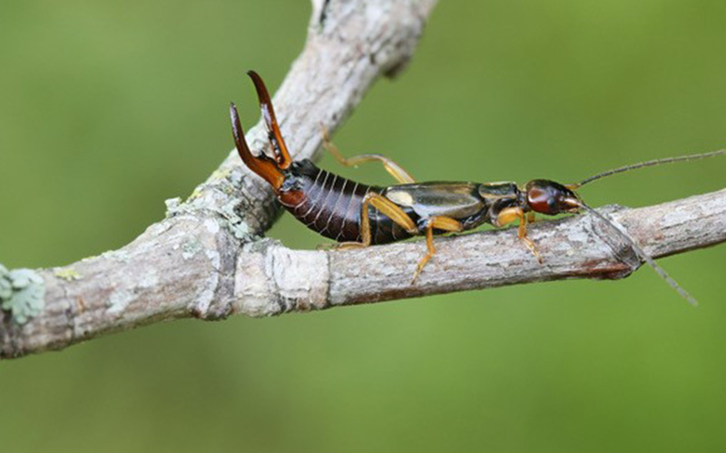 Novel refuge boosts earwig numbers in orchards to aid pest control