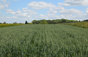 Project Lamport update 6 - R&D