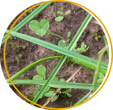 Overseeding