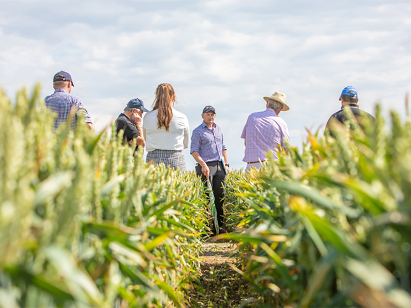 Innovative agronomy on display this summer at West Midlands trials site