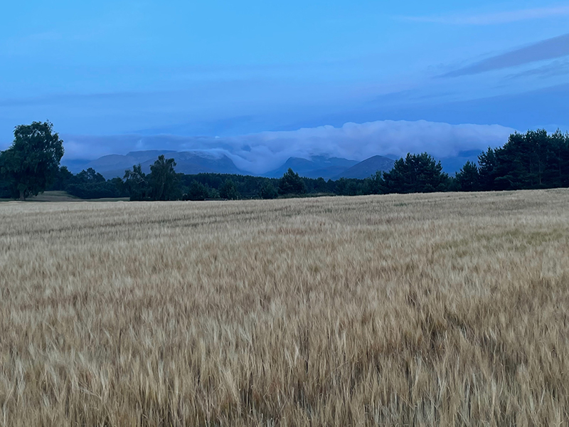 Powering up spring barley crops to maximise yield potential