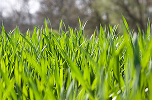 Root growth is key to boosting winter wheat prospects