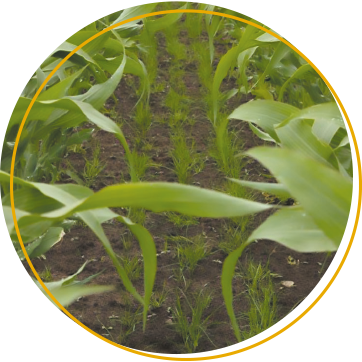 Undersowing Maize